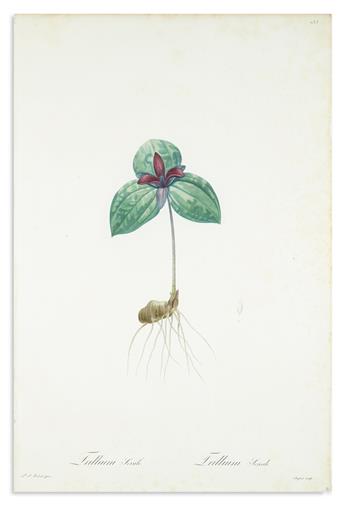 REDOUTÉ, PIERRE-JOSEPH. Three hand-finished color-printed stipple engravings